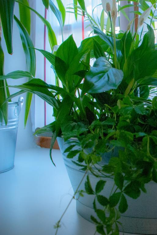 Ferienwohnung Lilly Dornbirn Zewnętrze zdjęcie